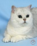Cat 9W080D-017